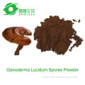 100% pure and high quality shell broken Ganoderma Lucidum coffee